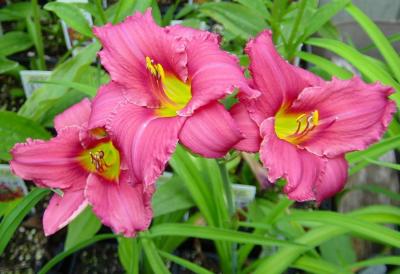 Classy Groundcovers - Hemerocallis 'Purple de Oro'  {25 Bare Root Plants}