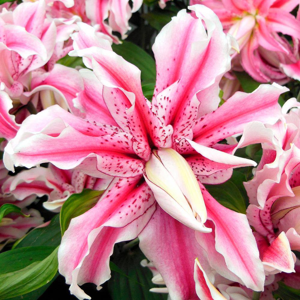 VAN ZYVERDEN Pink and White Rose Lily Magic Star Bulbs (7-Pack) 83479