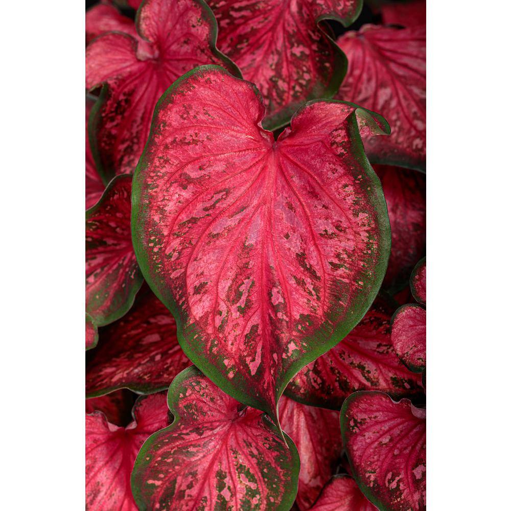 PROVEN WINNERS 1 qt. Caladium 'Scarlet Flame' Annual Live Plant Red and Green Foliage (4-Pack) PWCDM1SFR4PK