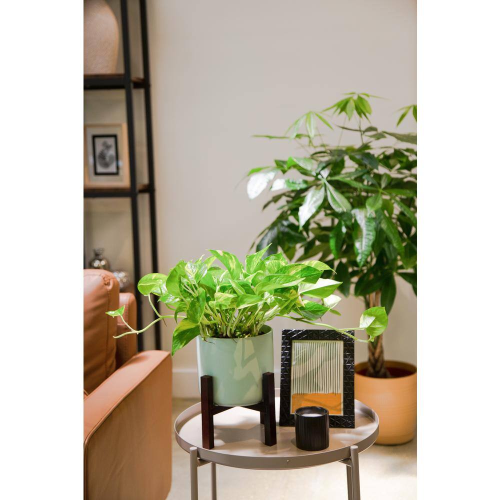 Costa Farms Pothos Indoor Plant in 6 in. Mid Century Planter and Stand Avg. Shipping Height 1-2 ft. Tall CO.PO60.3.MIDWHTSTD