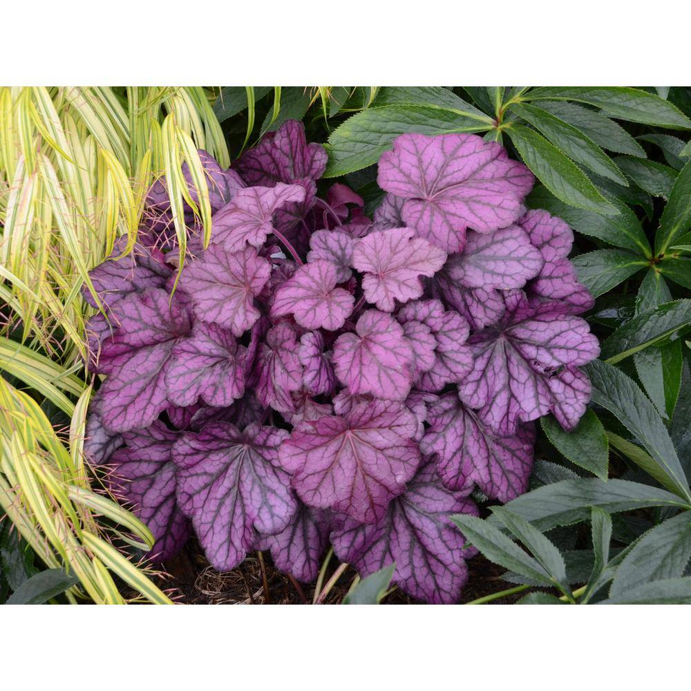 PROVEN WINNERS 0.65 Gal. Primo Wild Rose Coral Bells (Heuchera) Live Plant Deep Purple Foliage HEUPWP2527103