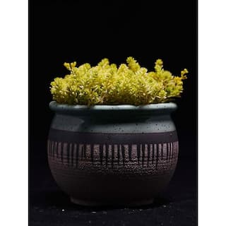 Zeus  Ruta Live Gold Moss Sedum Planters in Separate in Pots Pet-Safe (1-Pack) BG-12