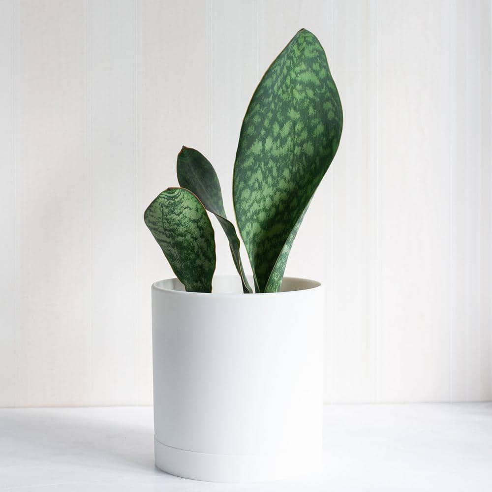 national PLANT NETWORK 4 in. Sansevieria Whalefin (3-Pack) HD1824