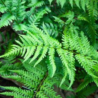 ALTMAN PLANTS 2 QT. Southern Wood Fern (Thelypteris Kunthii) Garden Perennial Shrub Plant in Grower Pot 0881296