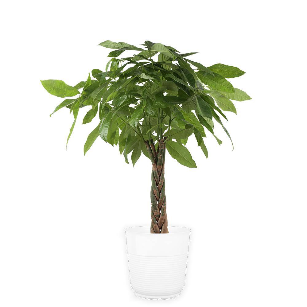 Costa Farms Pachira Braid Indoor Money Tree Plant in 10 in. Paradise Planter Avg. Shipping Height 3-4 ft. Tall CO.3.PCH10.PARWHT