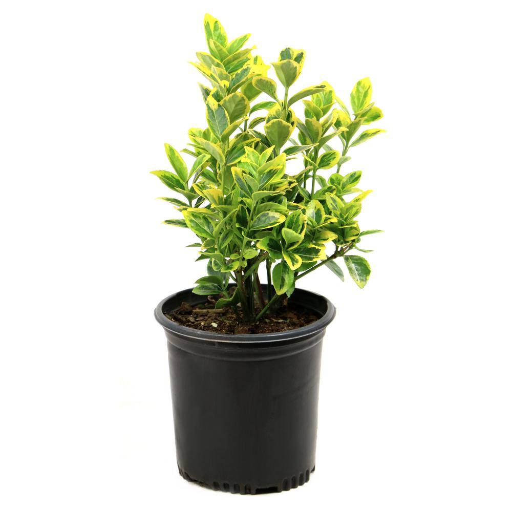 national PLANT NETWORK 2.5 Qt. Euonymus Golden Flowering Shrub with White Blooms HD1079