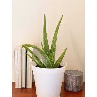 EVERBLOOM GROWERS INC. 6 in. Aloe Vera Plant in Deco Pot 6ALOEV