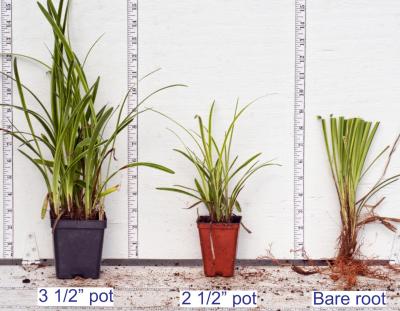 Classy Groundcovers - Lily Turf 'Variegated' Lilyturf， Border Grass， Monkey Grass {54 Pots - 2 1/2 inch Square}