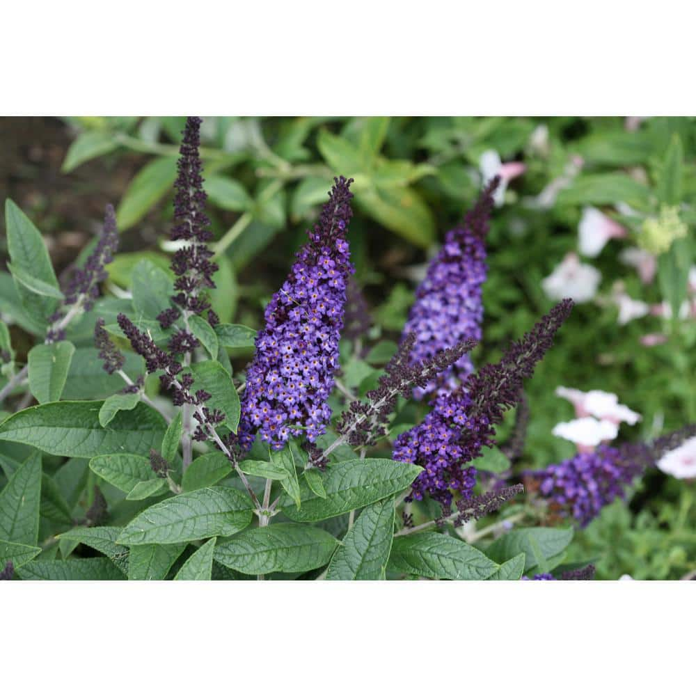 PROVEN WINNERS 4.5 in. qt. Pugster Blue Butterfly Bush (Buddleia) Live Shrub Blue Flowers BUDPRC1407800