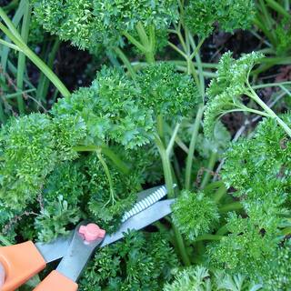Bonnie Plants 19 oz. Curled Parsley Herb Plant 1003800701