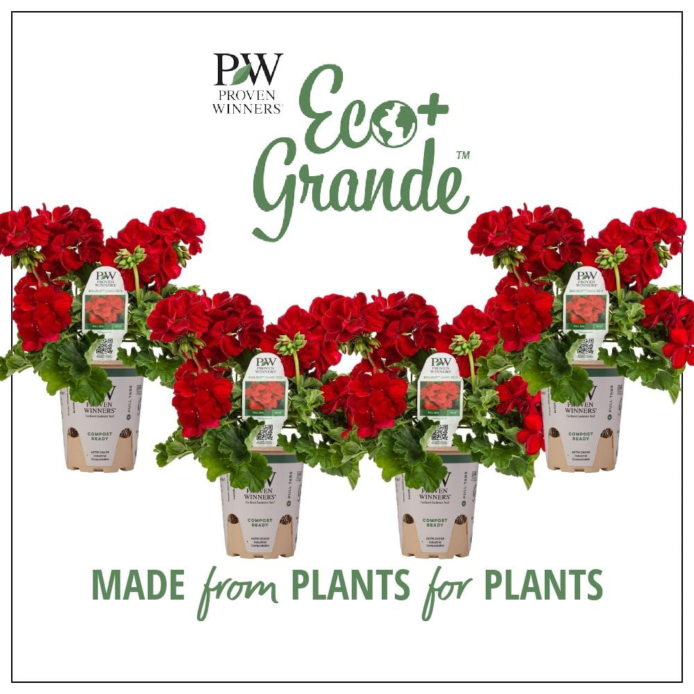 4.25 in. Eco+Grande， Boldly Dark Red Geranium (Pelargonium) Live Plant， Red Flowers (4-Pack)