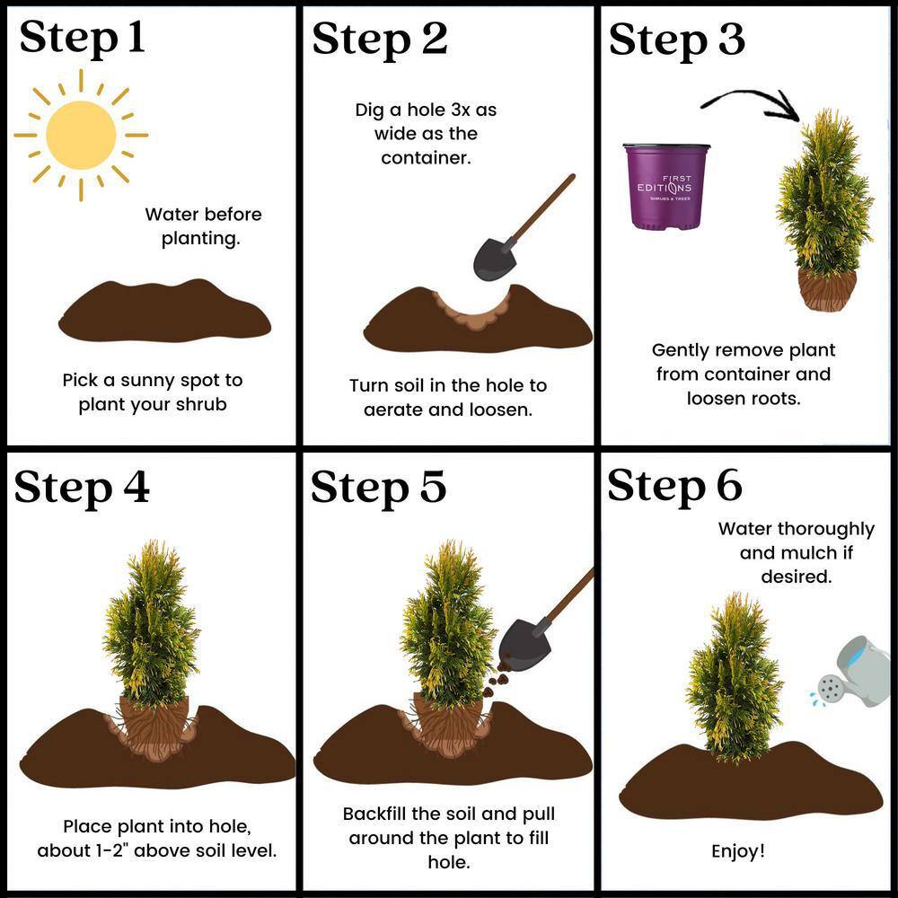 FIRST EDITIONS 2 Gal. Lemon Burst Arborvitae Evergreen Shrub with Golden Foliage 18136