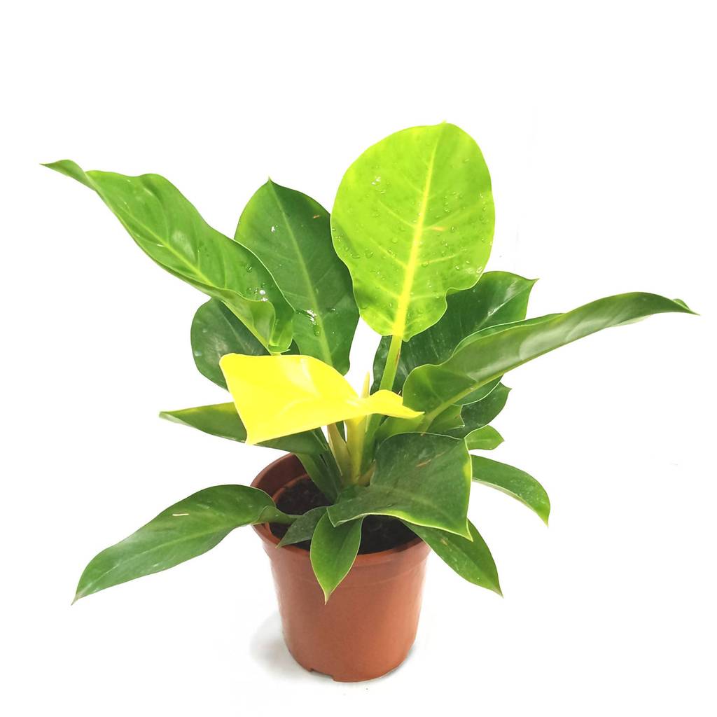 Philodendron Moonlight Hanging Basket - Live Plant in a 4 inch Hanging Pot - Philodendron 'Moonlight' - Extremely Rare Indoor Air Purifying Houseplant