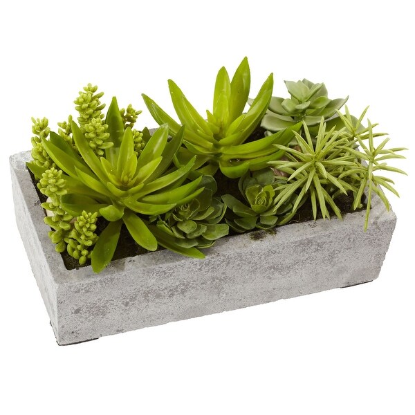 Succulent Garden with Concrete Planter