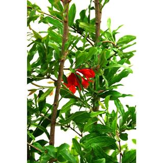 5 Gal. pot Wonderful Pomegranate Tree POMWON05G