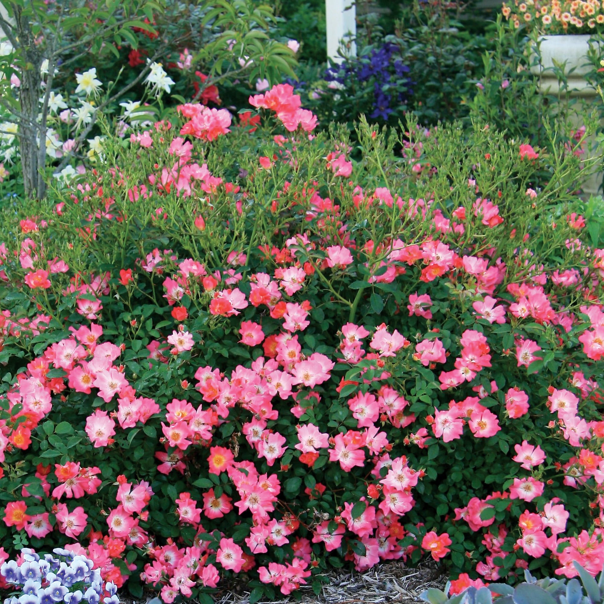 1 Gal. Pink Drift Rose Bush - Season Long Color