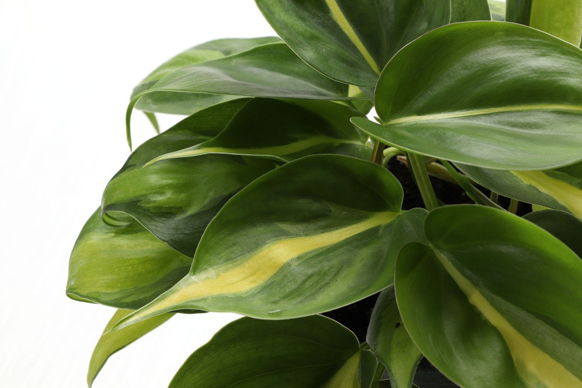 Live Brazil Philodendron Plant - 4