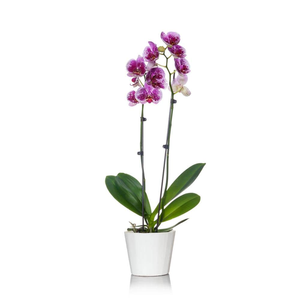 Just Add Ice White with Purple Spots 5 in. Orchid Plant in Wood Pot (2-Stems) 270781