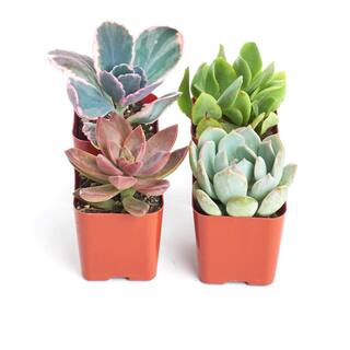 Shop Succulents 2 in. Premium Pastel Succulent (Collection of 4) P4