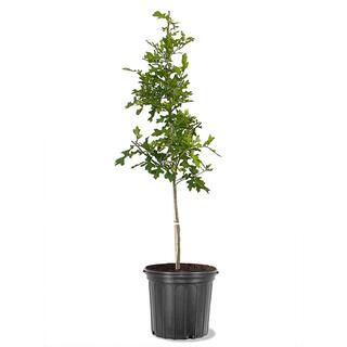 Shumard Oak Deciduous Shade Tree OAKSHU05G