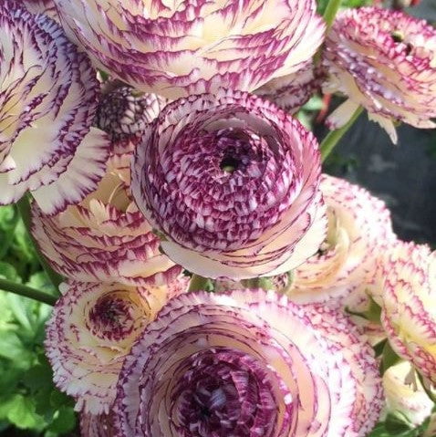 Italian Ranunculus Elegance Bianco Striato (Flower Bulbs)