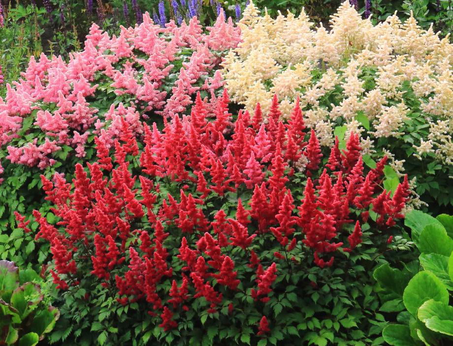 Classy Groundcovers - Astilbe Perennial Plant Mix: 25 Pink， 25 Red， 25 White Astilbe japonica Mix (25 of each)