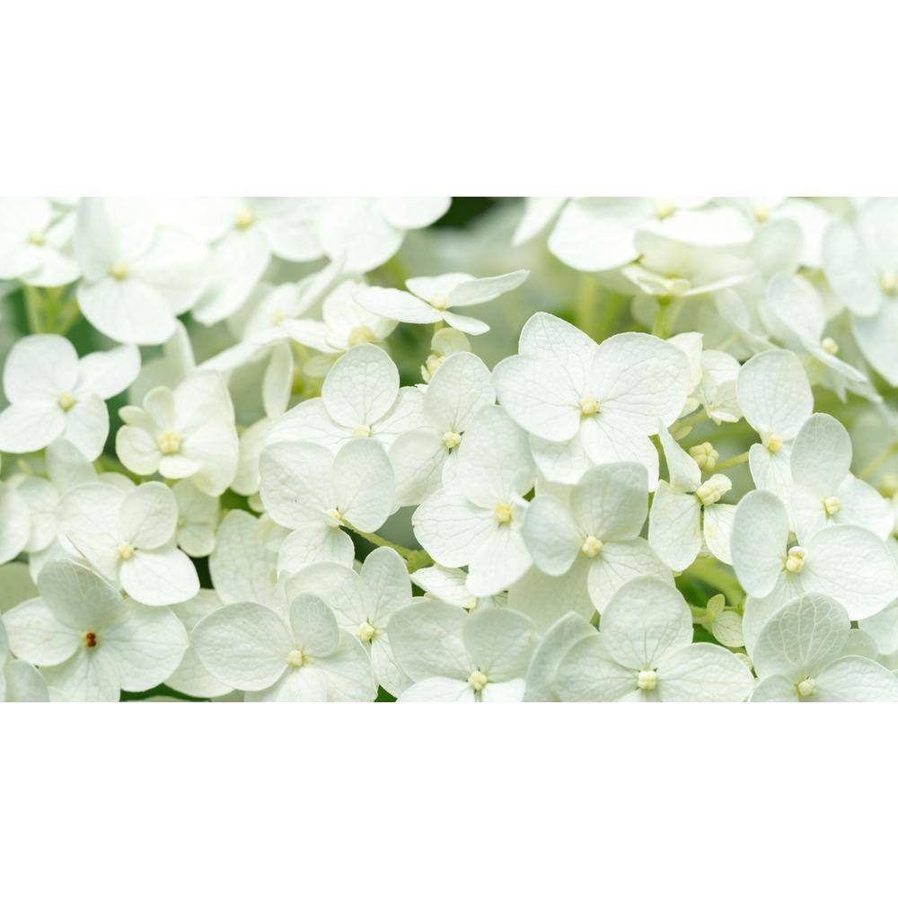 BELL NURSERY 3 Gal. Bobo Hydrangea (Paniculata) Live Flowering Shrub with White to Pink Flowers PWHYD3BOB1PK