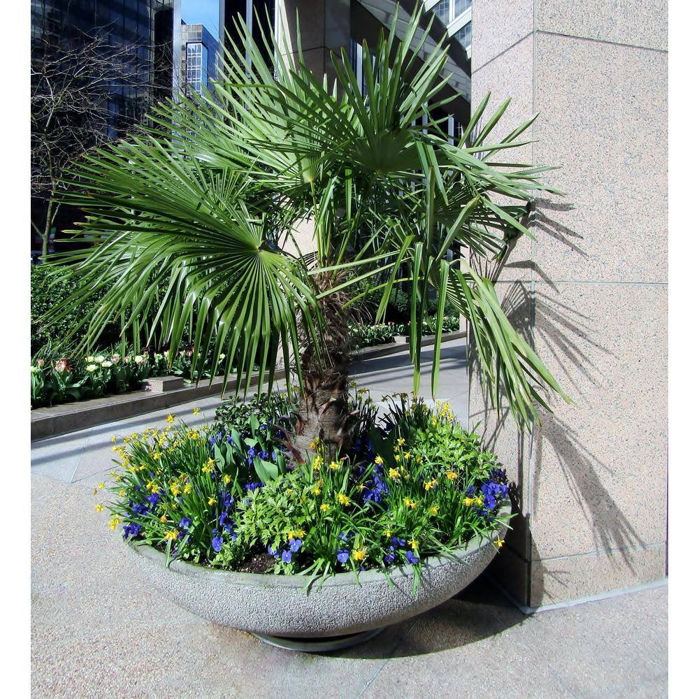 Online Orchards 1 Gal. Windmill Cold Hardy Palm Tree (2-Pack) SBPM001