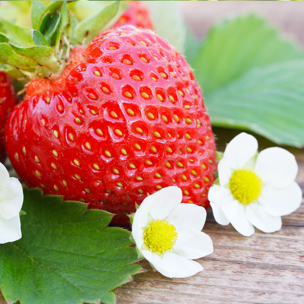 Everbearing Strawberry