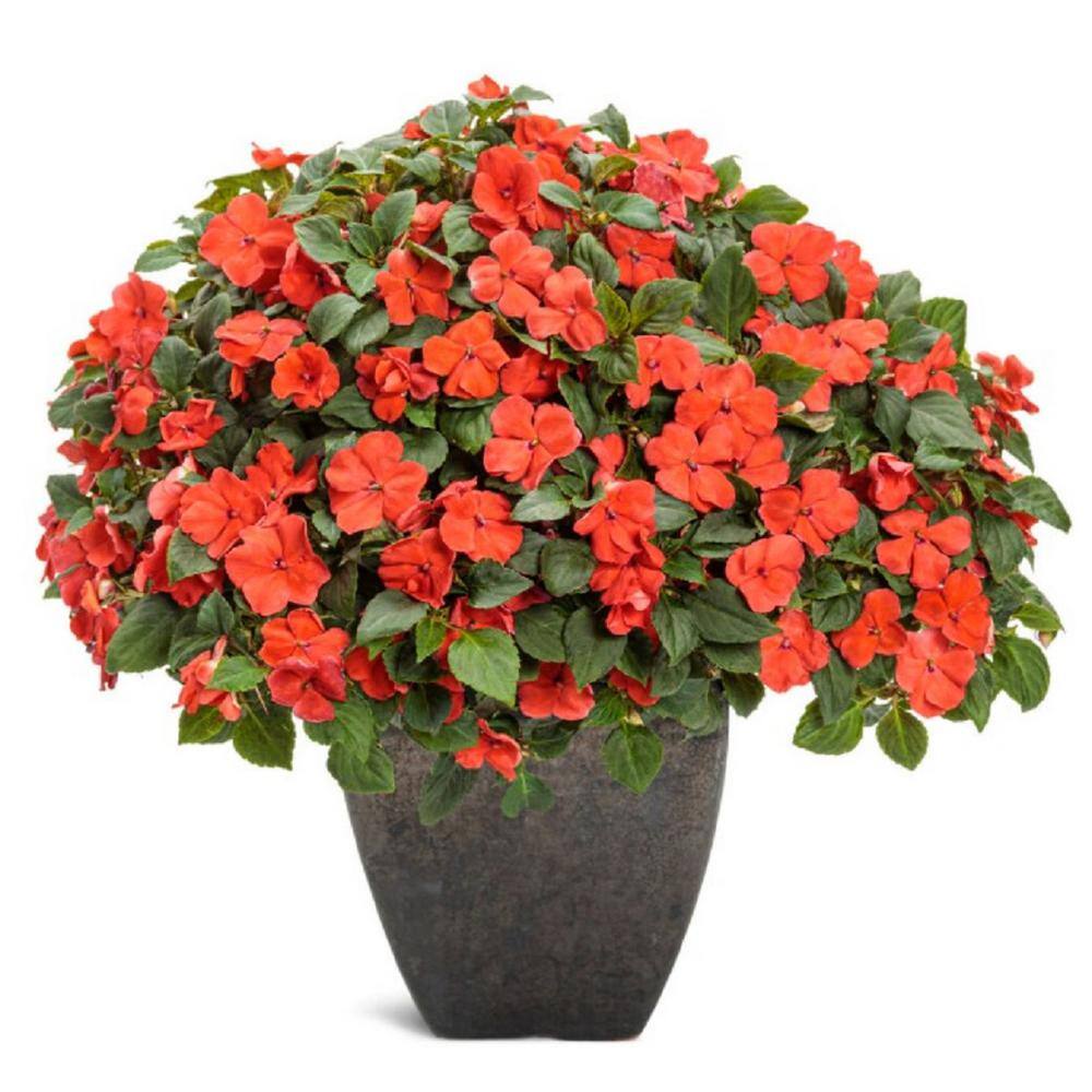 PROVEN WINNERS 4.25 in. Eco+Grande Soprano Orange (Impatiens) Live Plant Orange Flowers (4-Pack) IMPPRW1367504