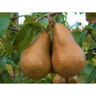 Online Orchards Dwarf Bosc Pear Tree - Sweet and Hardy Cinnamon Brown Pears (Bare-Root 3 ft. to 4 ft. Tall 2-Years Old) FTPR003