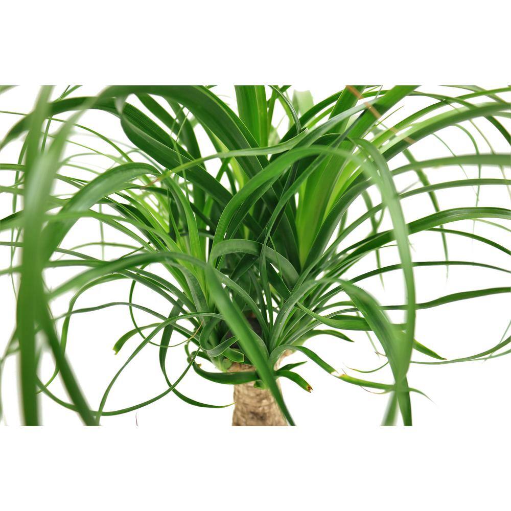 Vigoro Ponytail Palm Indoor Plant in 6 in. White Ribbed Plastic Décor Planter Avg. Shipping Height 1-2 ft. Tall (2-Pack) CO.PONY.3.VI.WH