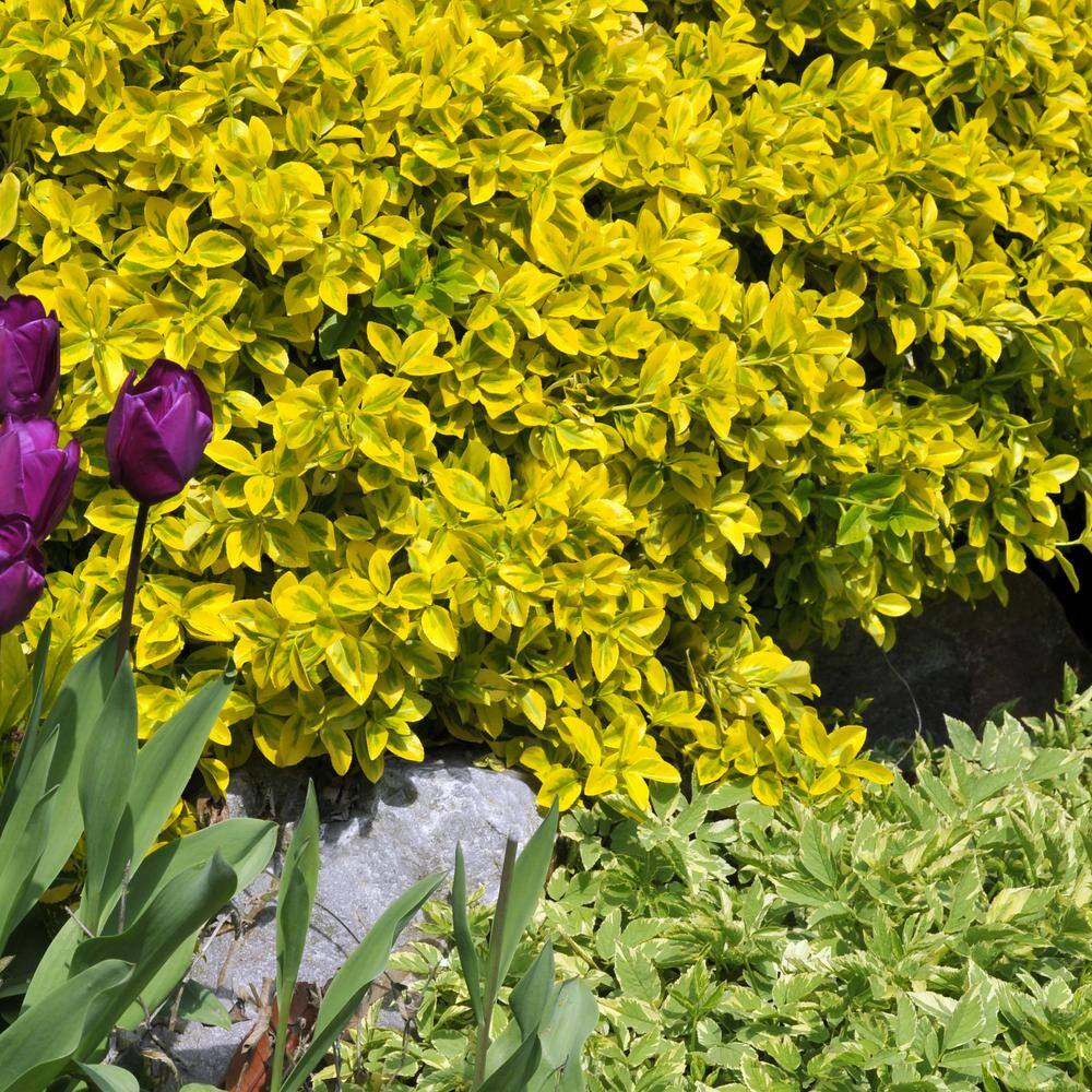 national PLANT NETWORK 2.5 Qt. Euonymus Golden Flowering Shrub with White Blooms HD1079