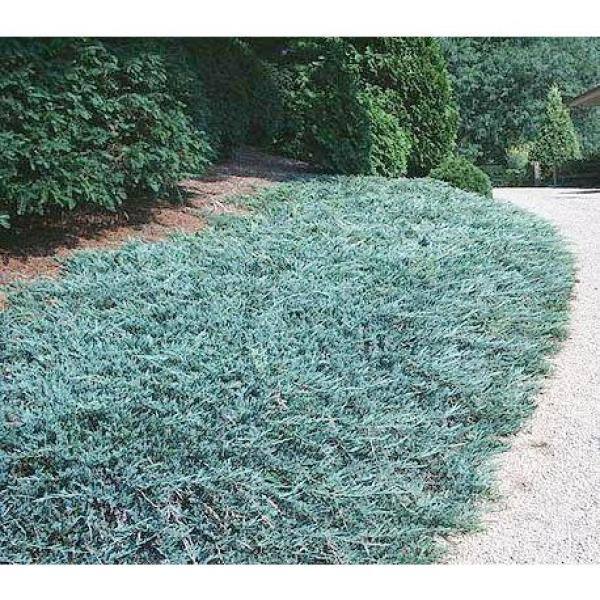 Online Orchards 1 Gal. Blue Rug Juniper Shrub Unique Blue Evergreen Ground Cover Shrub Drought Tolerant CFJP002