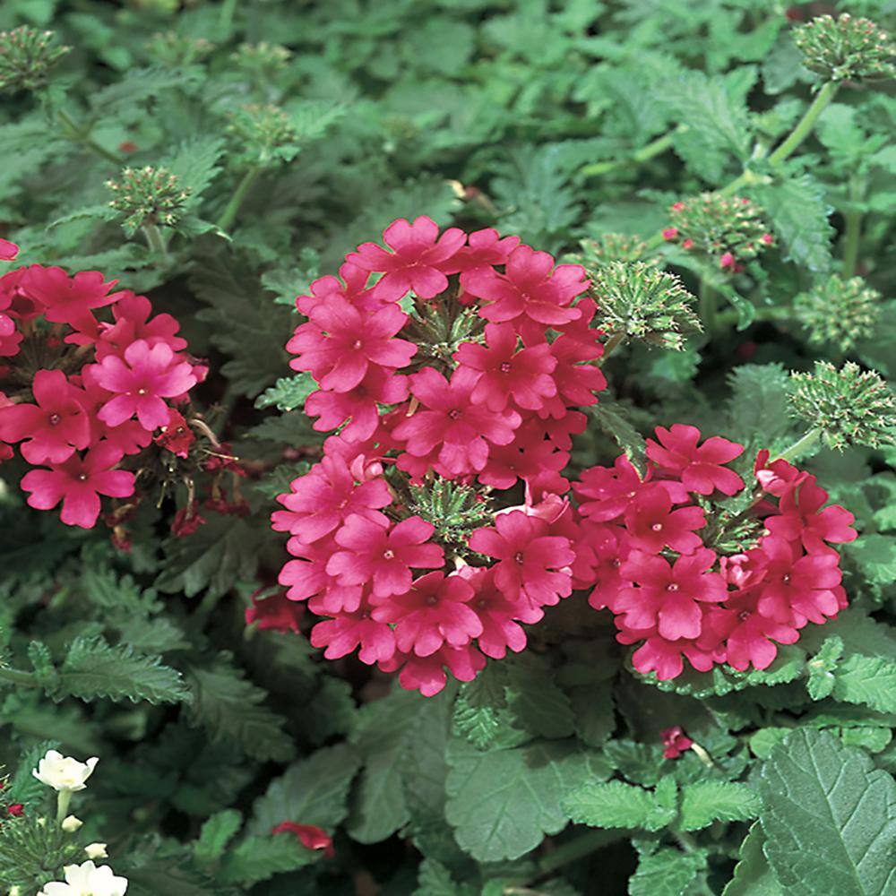 2 Gal. EnduroScape Pink Verbena Plant 70633