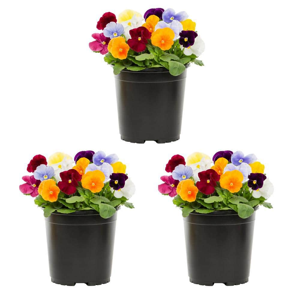 METROLINA GREENHOUSES 2 Qt. Pansy Multi-Color Clear Mix Annual Plant (3-Pack) 5237