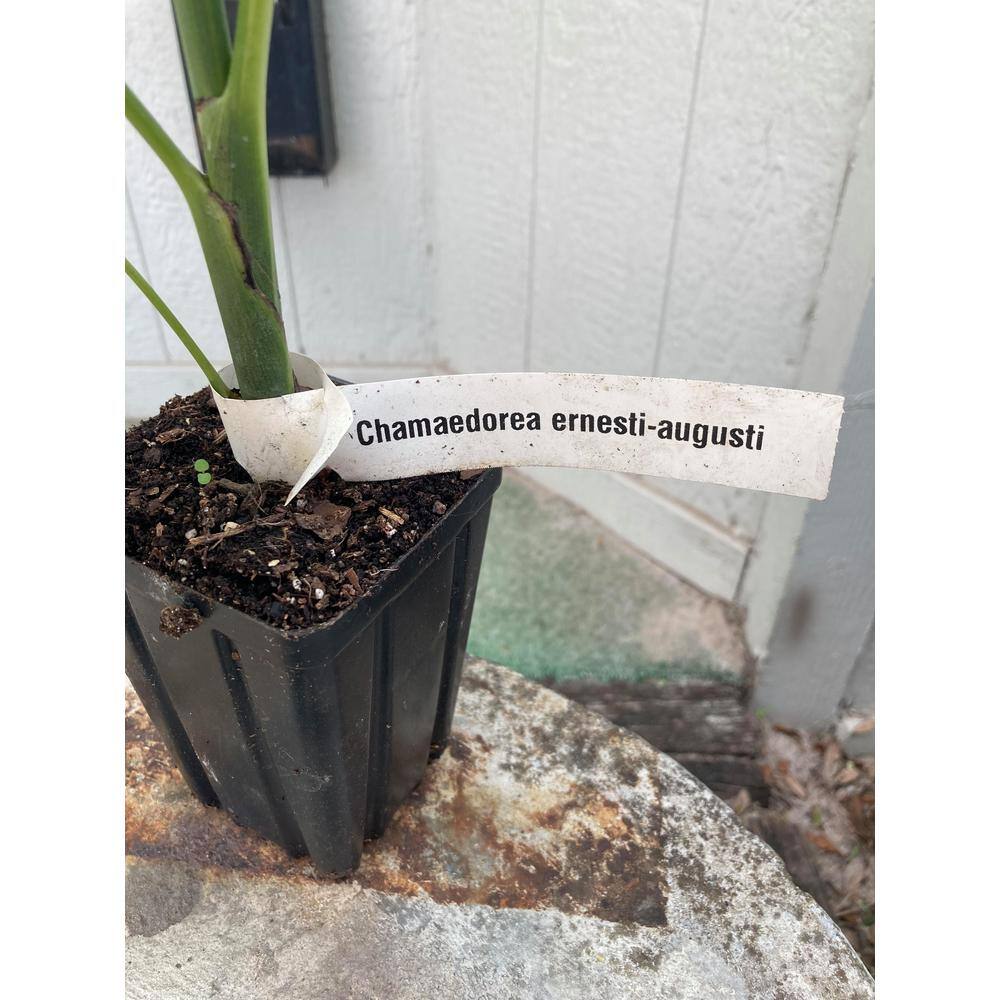 Wekiva Foliage Ernest August's Palm - Live Plant in an 4 Inch Growers Pot - Chamaedorea Ernesti Augusti - Rare Ornamental Palm ErnestAugustsPalm4