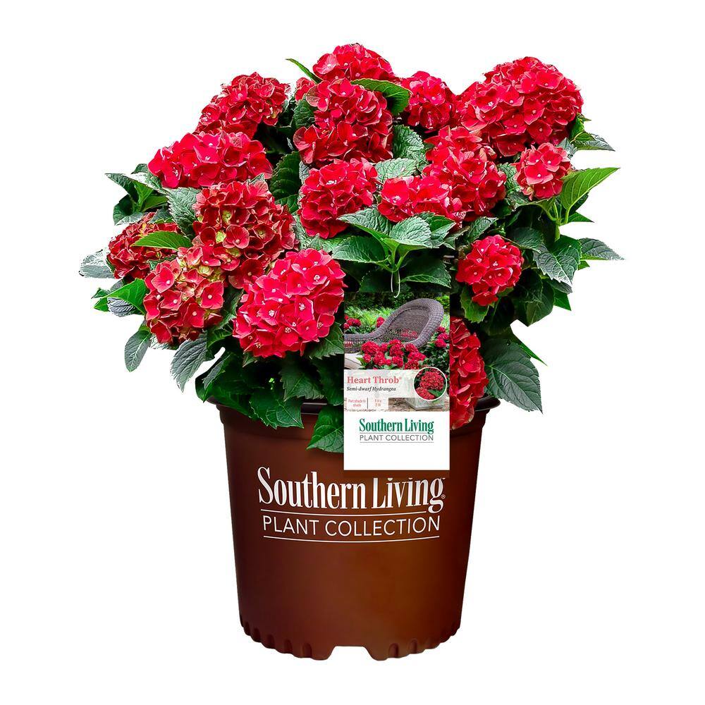 SOUTHERN LIVING 2 Gal. Heart Throb Hydrangea with Cherry Red Flowers 18177