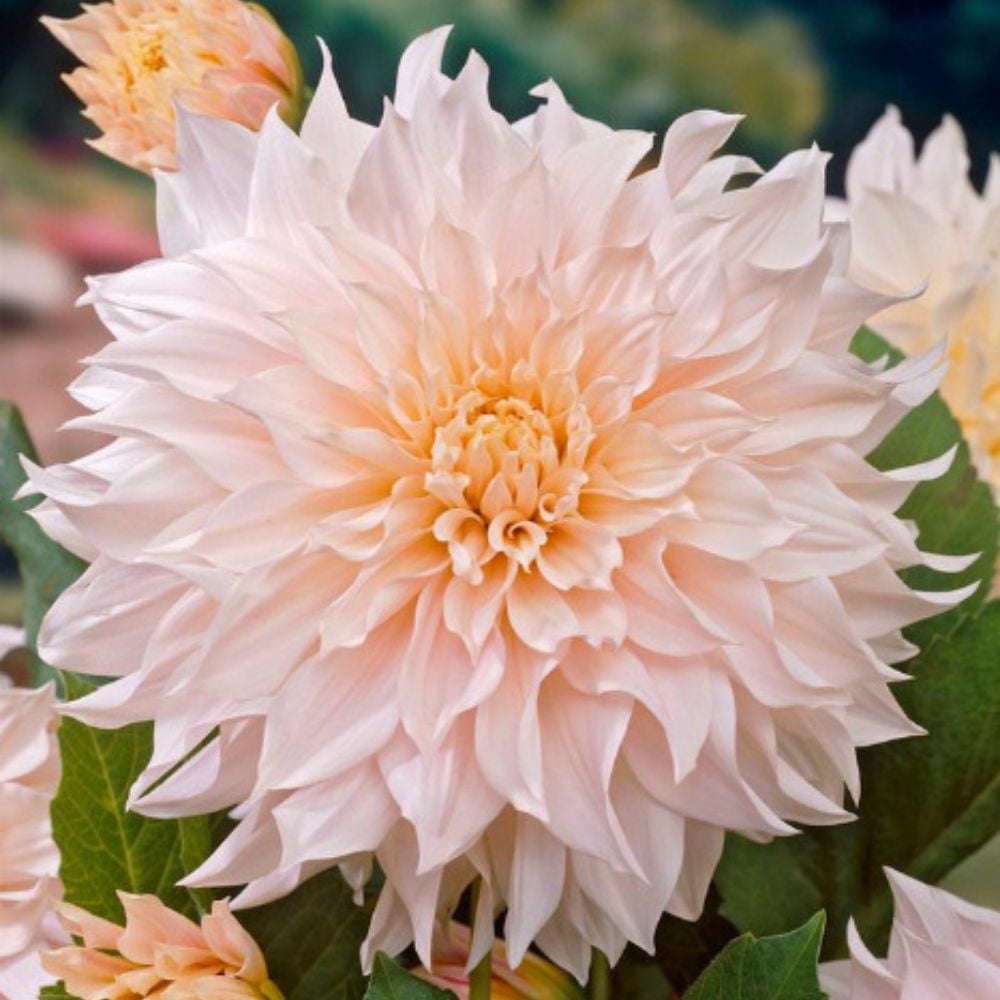 Cafe au Lait Dinner Plate Dahlia - 1 Top Size Root Clump