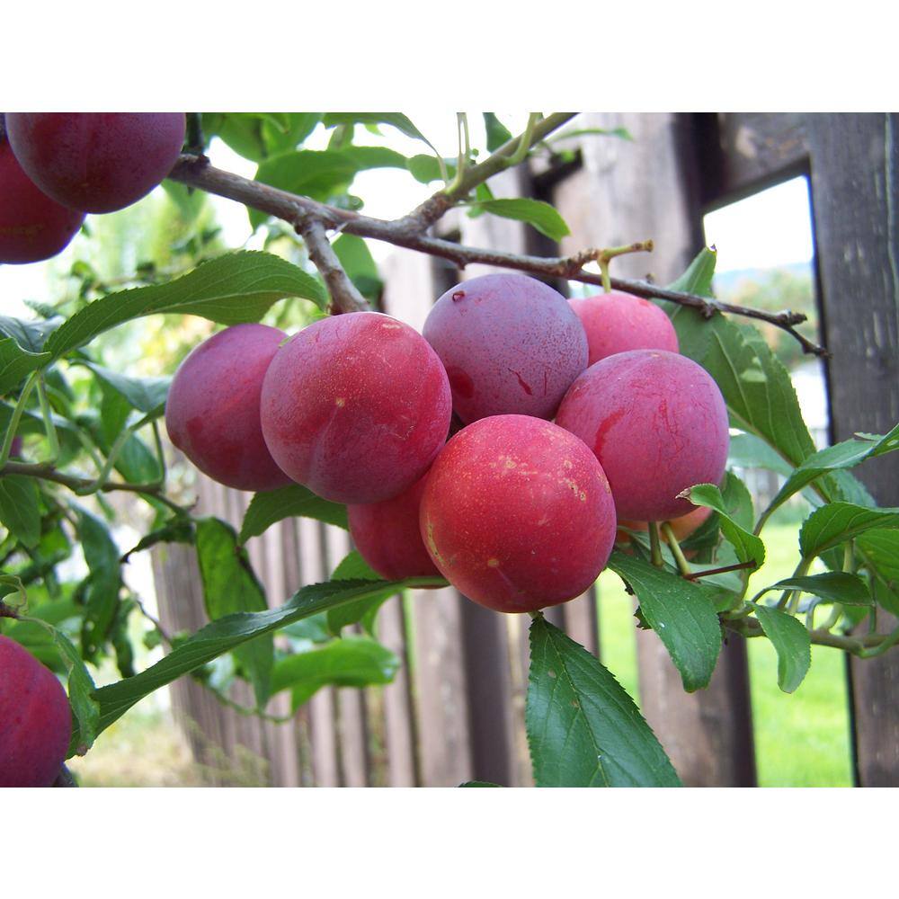 Online Orchards 3 ft. Bubblegum 'Toka' Plum Tree FTPL006