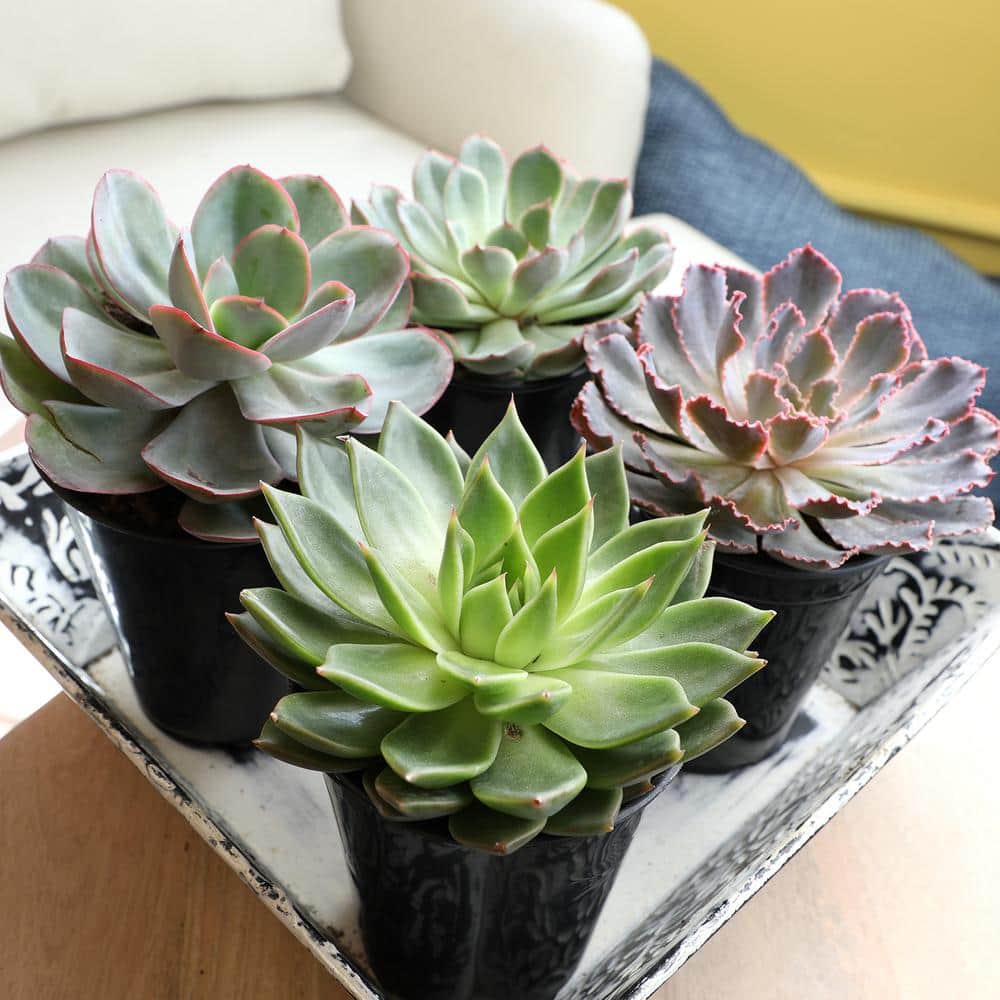 SMART PLANET 1 qt. Echeveria Assorted Succulents (4-Pack) 0872633