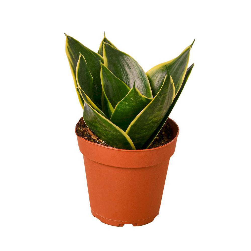 Snake Plant Emerald Star (Sansevieria Hahnii) Plant in 4 in. Grower Pot 4_SNAKE_EMERALD.STAR