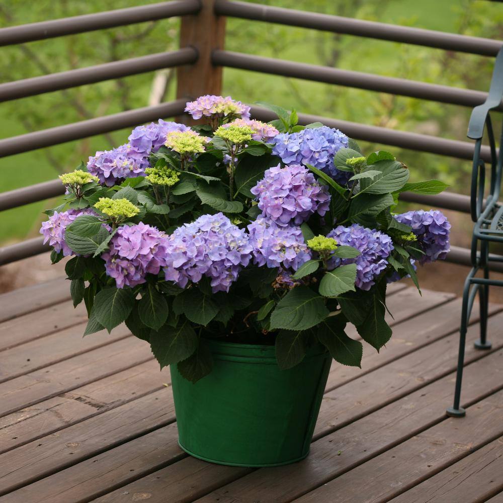 Proven Winners 2 Gal. Let's Dance Rhythmic Blue Hydrangea Shrub with Blue Flowers 14439