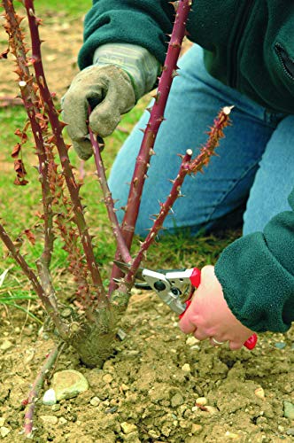 Felco No. 10 High-Performance Pruner for Left-Handers