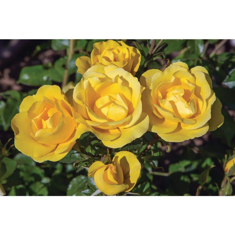 national PLANT NETWORK Bareroot Gilded Sun Floribunda Rose (2-Piece) HD1398