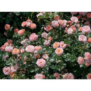 Drift 1 Gal. Apricot Drift Live Rose Bush with Orange Flowers ROSA1APR1PK