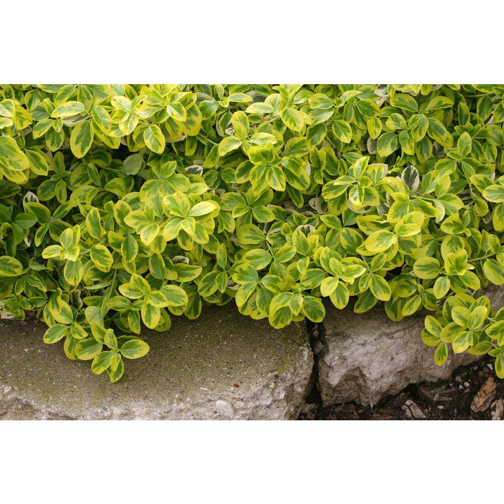 PROVEN WINNERS 1 Gal. Gold Splash Wintercreeper (Euonymus) Live Evergreen Shrub Green and Yellow Foliage EUOPRC1016101