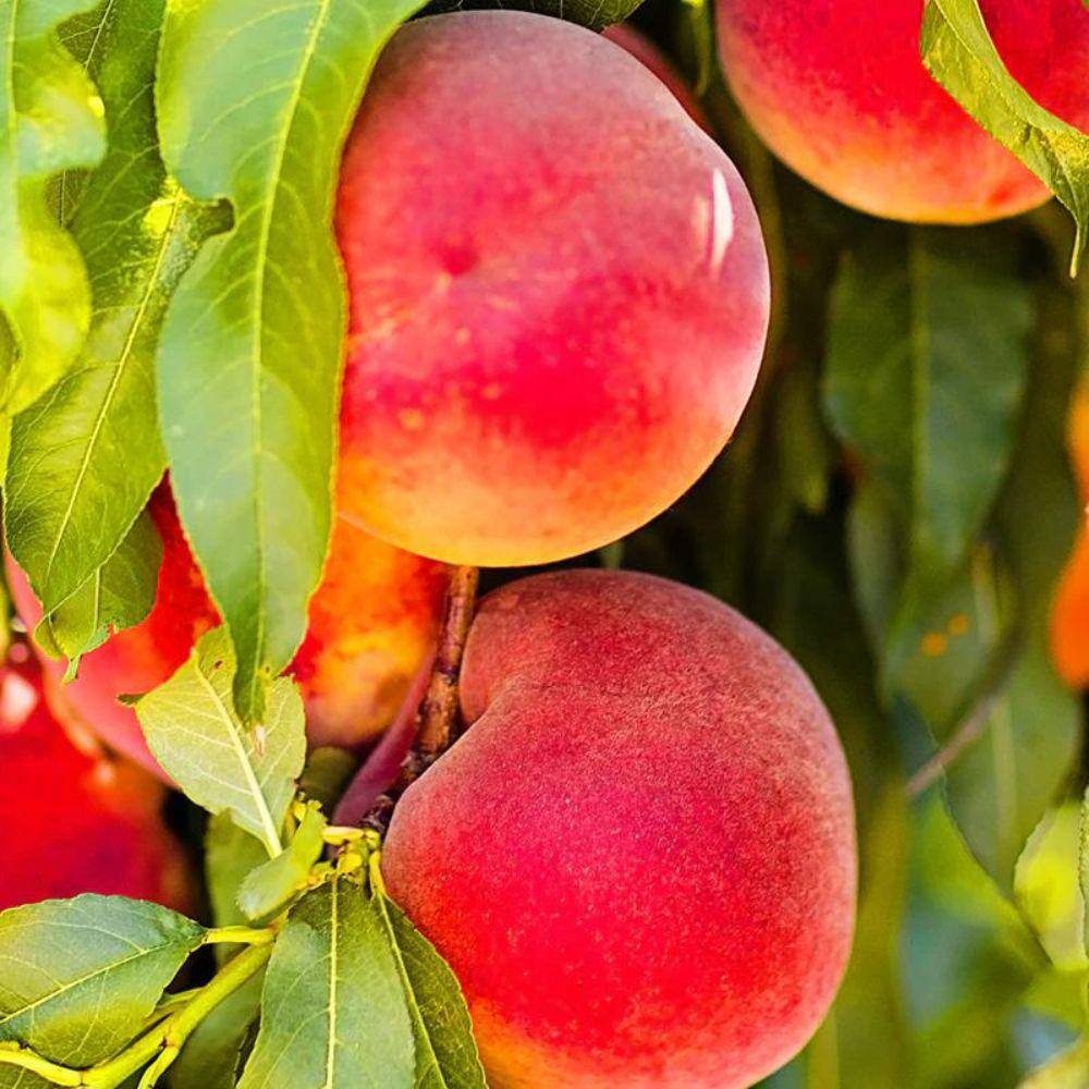 Southern Living 5 Gal. Red June Peach Tree PCHRJU05G