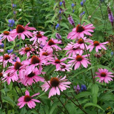 Classy Groundcovers - Purple Cone Flower Hedge Coneflower， Black Sampson {25 Pots - 3 1/2 inch Square}