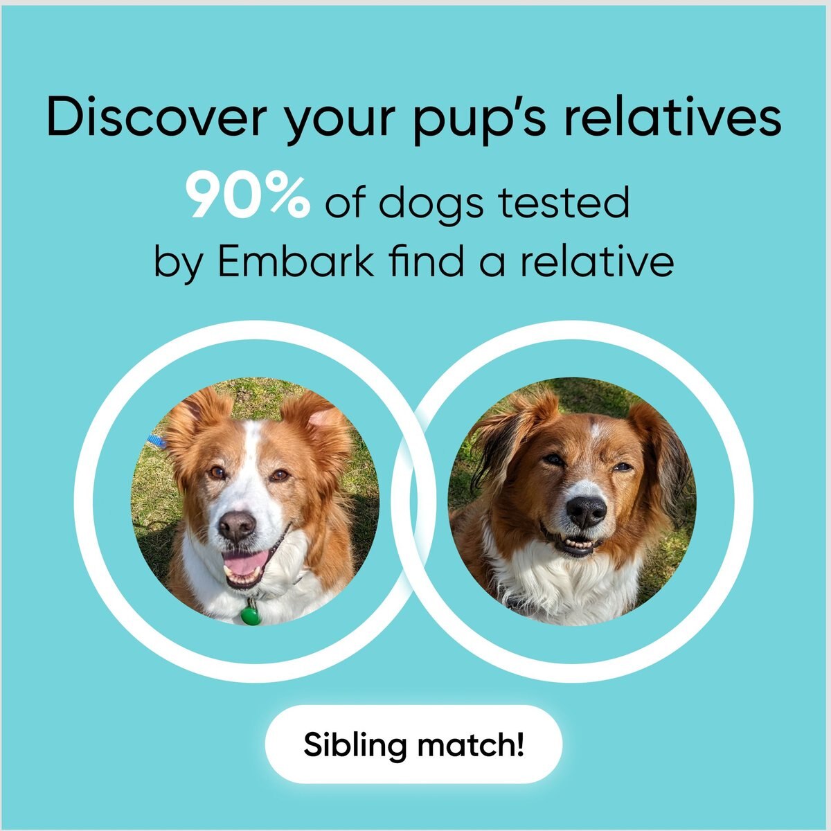 Embark Breed Identification and Health Condition Identification DNA Test for Dogs